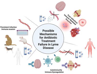 Frontiers | Lyme Disease And The Pursuit Of A Clinical Cure